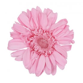 Boite de 4 têtes de Gerbera stabilisées standard - Renaud Distribution
