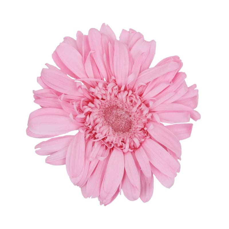 Boite de 4 têtes de Gerbera stabilisées standard - Renaud Distribution