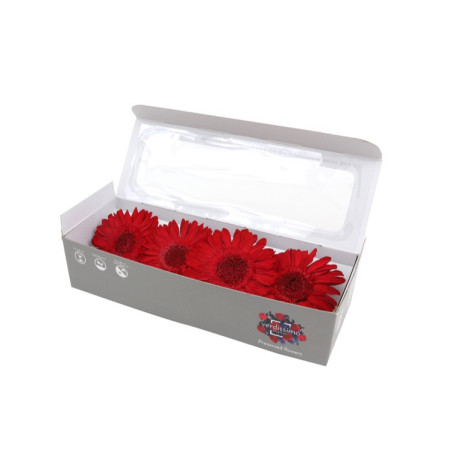 Boite de 4 têtes de Gerbera stabilisées standard - Renaud Distribution