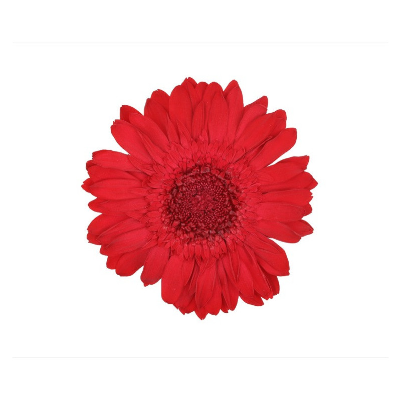 Boite de 4 têtes de Gerbera stabilisées standard - Renaud Distribution