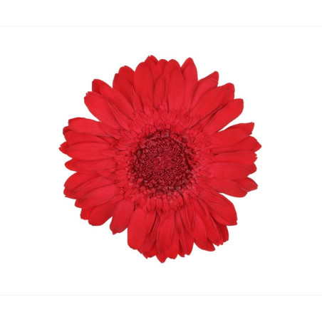 Boite de 4 têtes de Gerbera stabilisées standard - Renaud Distribution