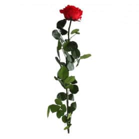 Rose éternelle tigée Premium et gift box plusieurs couleurs