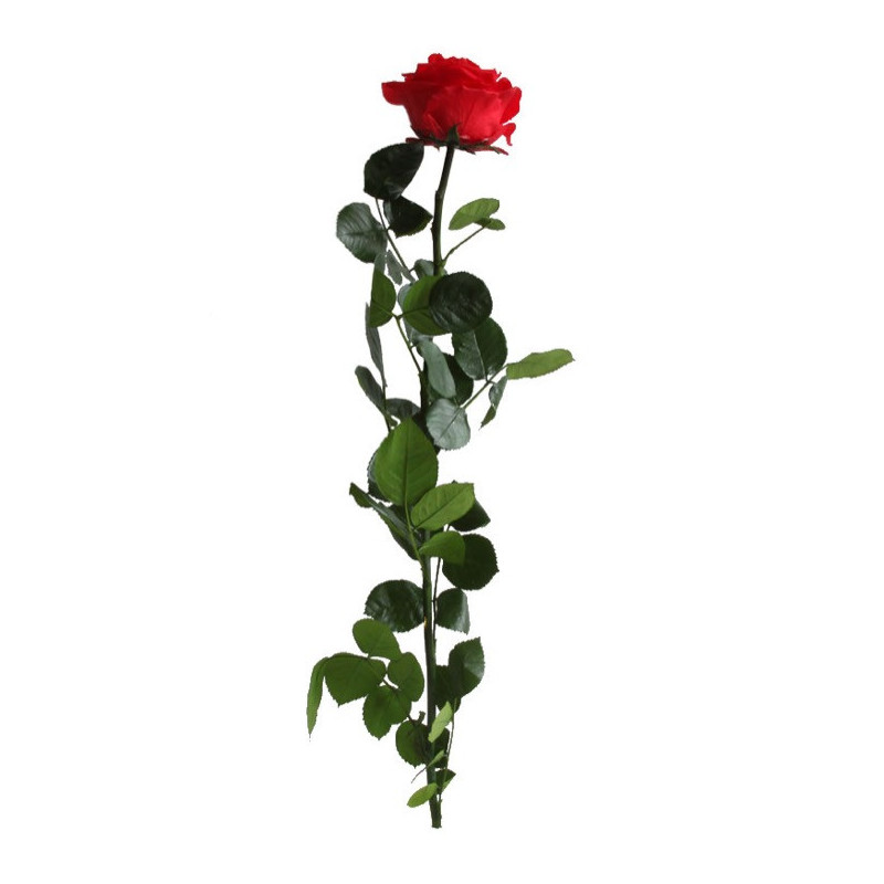 Rose éternelle tigée Premium et gift box plusieurs couleurs