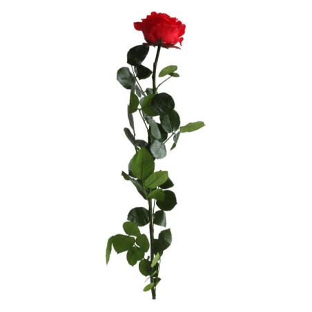 Rose éternelle tigée Premium et gift box plusieurs couleurs