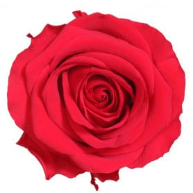Rose éternelle tigée Premium et gift box plusieurs couleurs