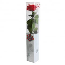 Rose éternelle tigée Premium et gift box plusieurs couleurs