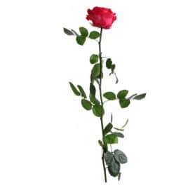 Rose éternelle tigée Premium et gift box plusieurs couleurs