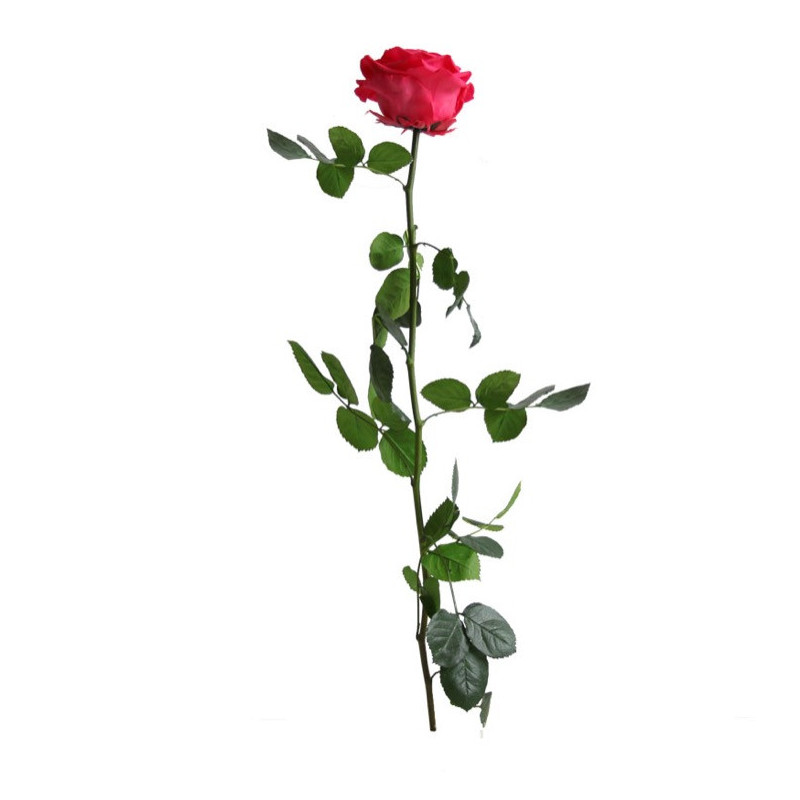 Rose éternelle tigée Premium et gift box plusieurs couleurs