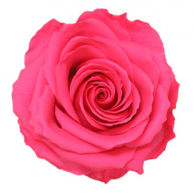 Rose éternelle tigée Premium et gift box - 4 coloris