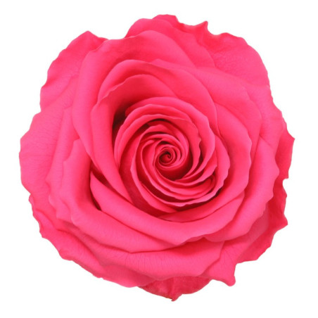 Rose éternelle tigée Premium et gift box plusieurs couleurs