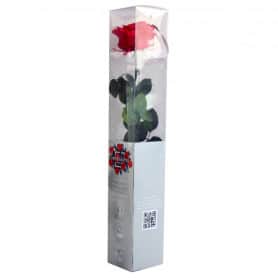 Rose éternelle tigée Premium et gift box plusieurs couleurs