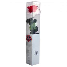 Rose éternelle tigée Premium et gift box - 4 coloris