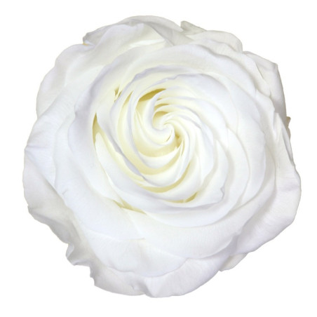 Rose éternelle tigée Premium et gift box plusieurs couleurs