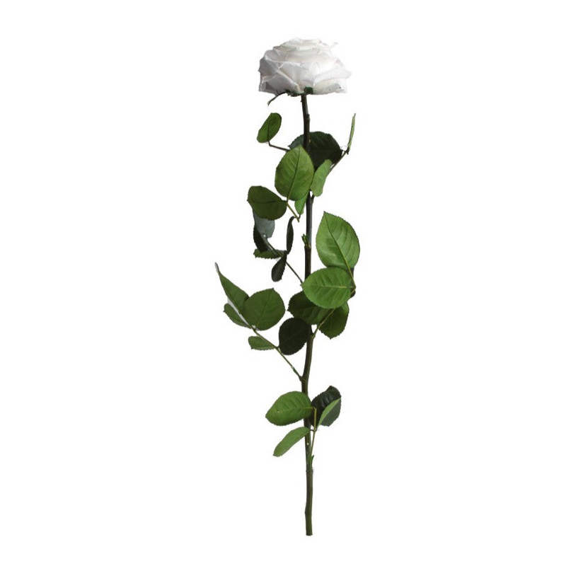 Rose éternelle tigée Premium et gift box plusieurs couleurs