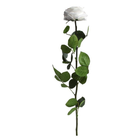 Rose éternelle tigée Premium et gift box plusieurs couleurs