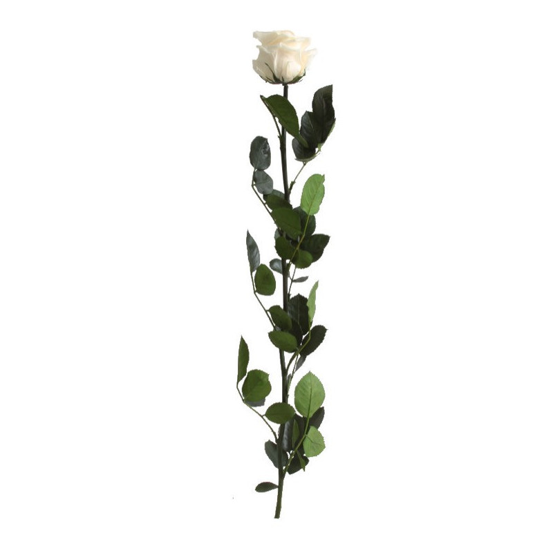 Rose éternelle tigée Amorosa 53cm - Plusieurs coloris