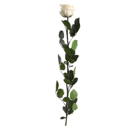 Rose éternelle tigée Amorosa 53cm - Plusieurs coloris