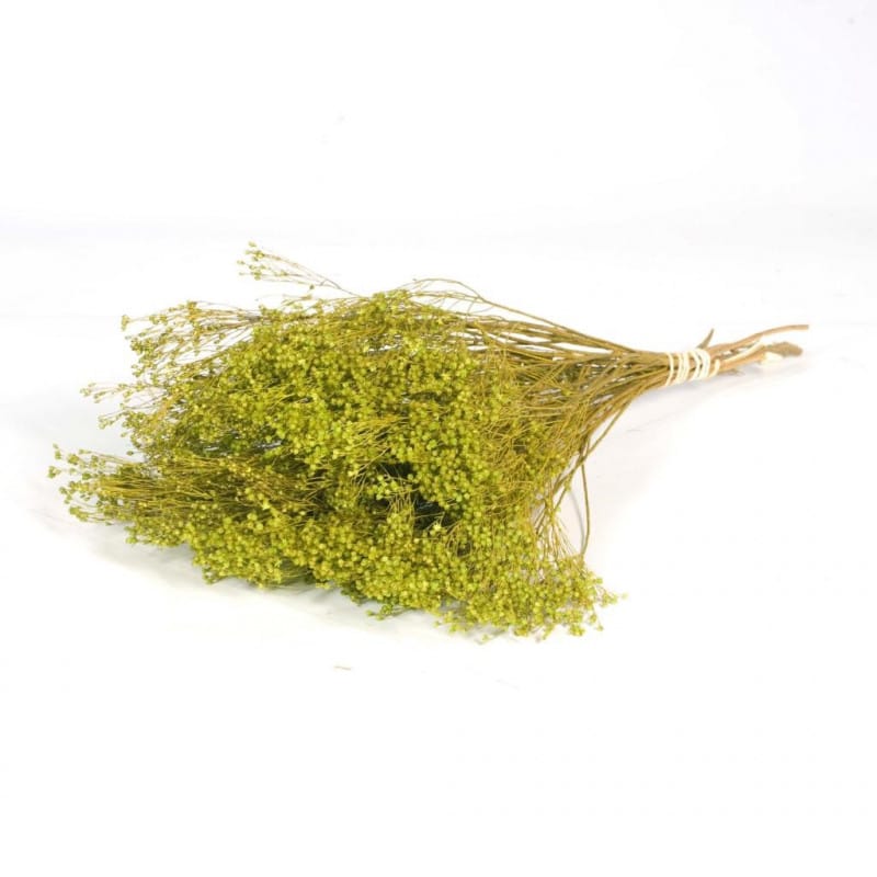 Botte de broom blomm naturelle - Grossiste fleurs séchées tendances Botte de broom blomm naturelle - Grossiste fleurs séchées tendances