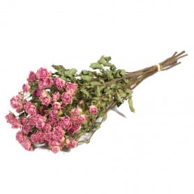 Roses séchées - Grossiste fleurs séchées