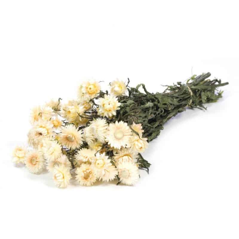 Helichrysum séché - Grossiste fleuriste