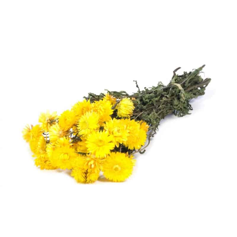 Helichrysum jaune séché - Grossiste fleuriste