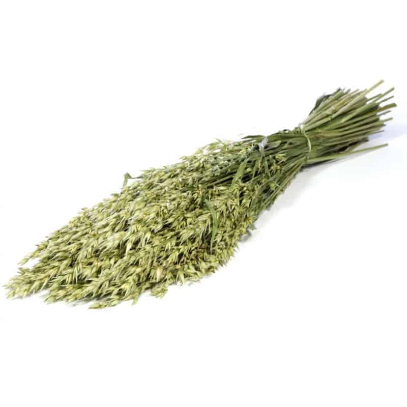 Avoine séchées Épia - Fournisseur fleurs séchées Avoine séchées Épia - Fournisseur fleurs séchées
