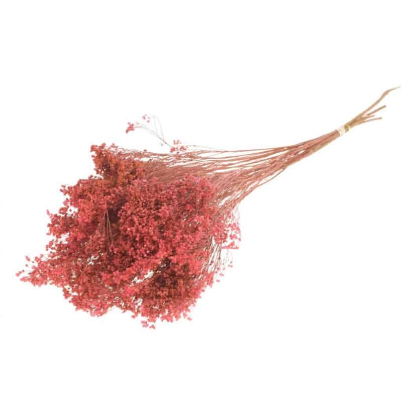 Broom bloom séché - Grossiste fleuriste Broom bloom séché - Grossiste fleuriste
