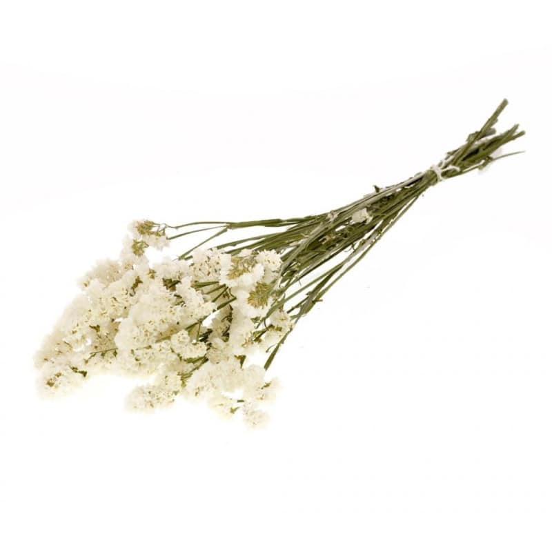 Botte de statice sinuata séchées - Grossiste pour fleuriste composition Botte de statice sinuata séchées - Grossiste pour fleuriste composition