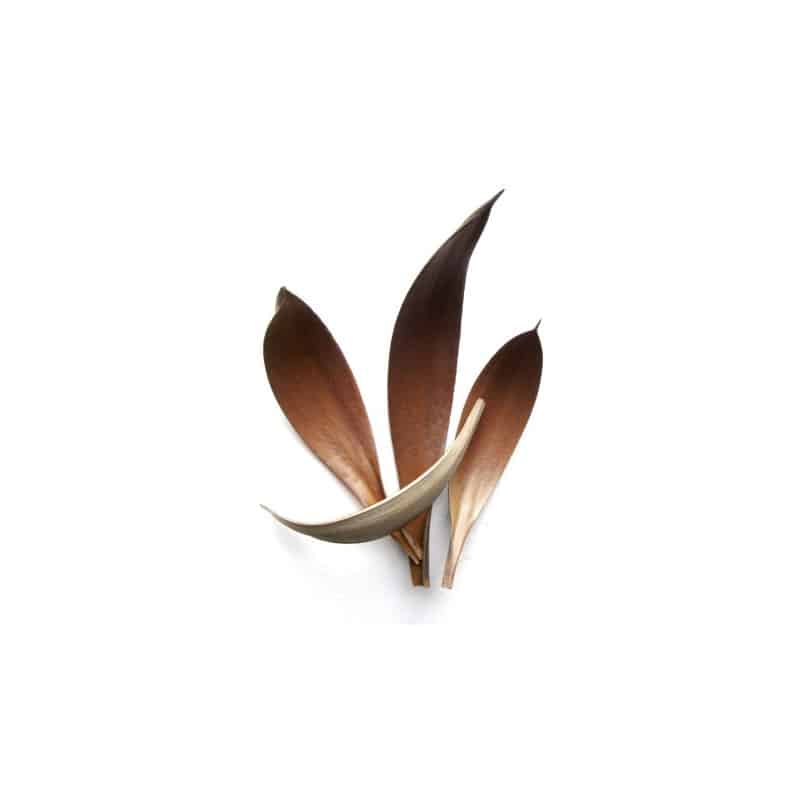 Feuilles de coco Feuilles de coco