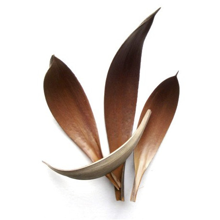 Feuilles de coco