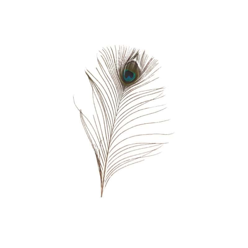 Plume de paon Paron - plumes décoratives Plume de paon Paron - plumes décoratives