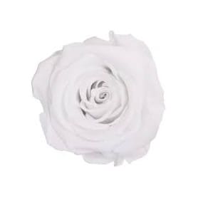 Mini rose tigée Amorosa - 4...