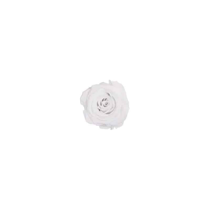 Mini rose tigée Amorosa - Grossiste fleuriste Mini rose tigée Amorosa - Grossiste fleuriste