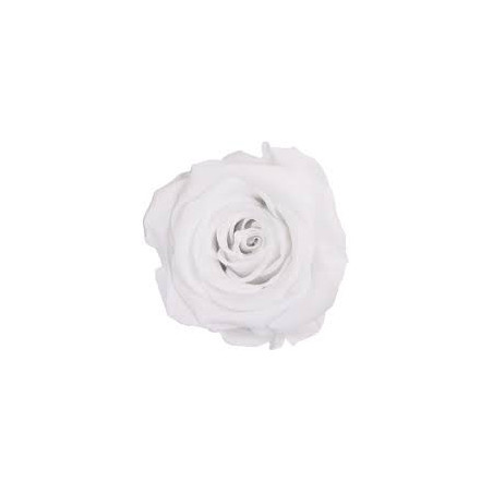 Mini rose tigée Amorosa - Grossiste fleuriste