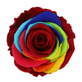 Boite de 6 têtes de rose éternelle multicolore - Composition florale