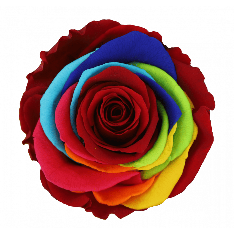 Boite de 6 têtes de rose éternelle multicolore - Composition florale