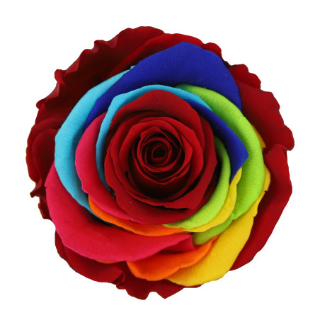 Boite de 6 têtes de rose éternelle multicolore - Composition florale
