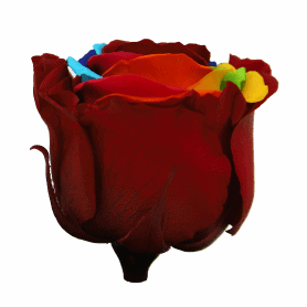 Boite de 6 têtes de rose éternelle multicolore - Composition florale
