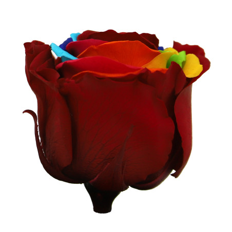 Boite de 6 têtes de rose éternelle multicolore - Composition florale