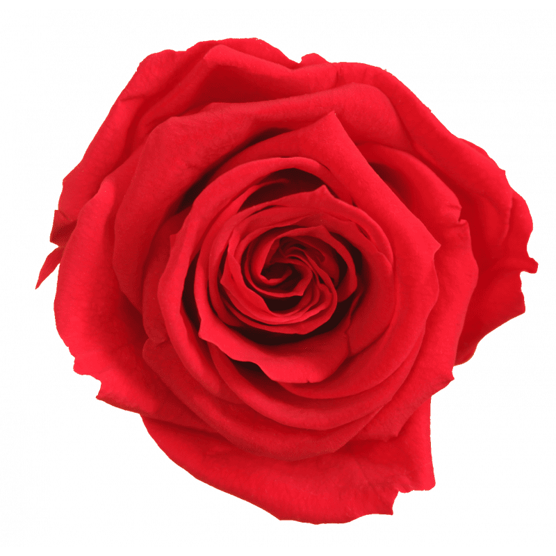 Tête de rose premium Tête de rose premium