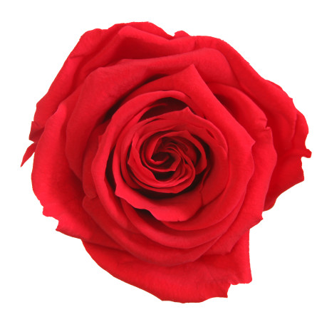 Tête de rose premium