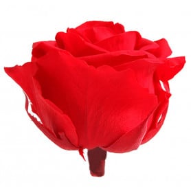 Tête de rose premium - matériel fleuriste