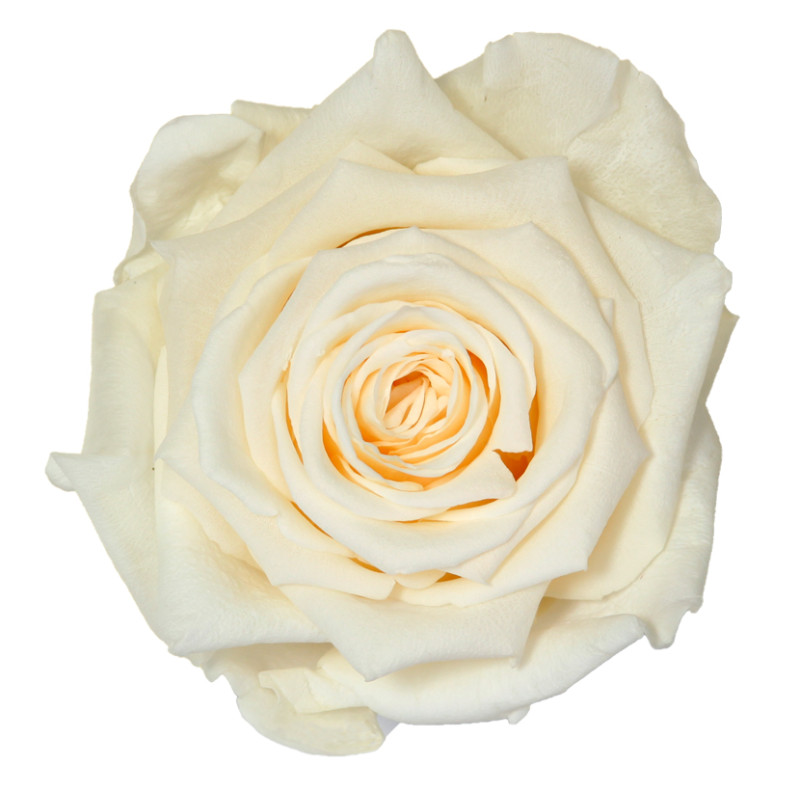 Tête de rose premium  