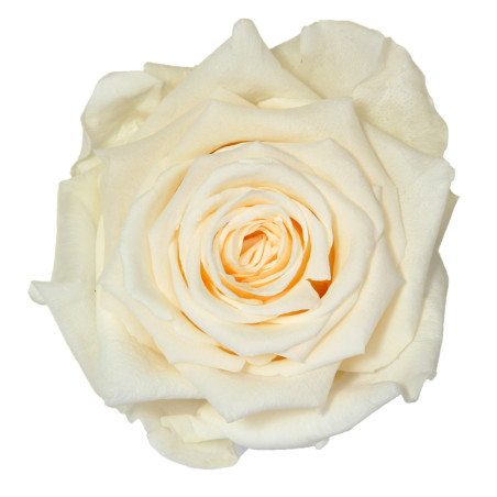 Tête de rose premium  