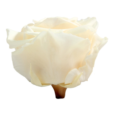 Tête de rose premium  