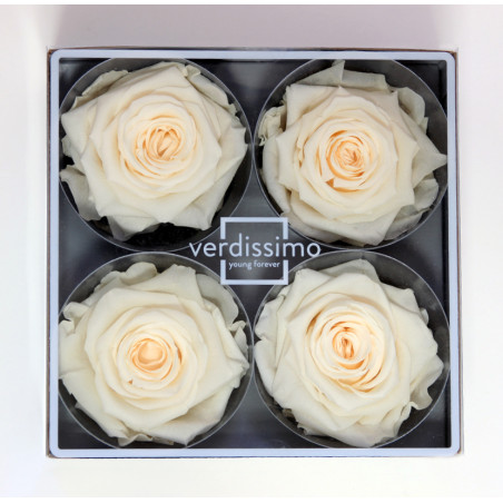 Tête de rose premium  