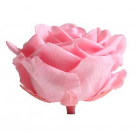 Tête de rose premium  