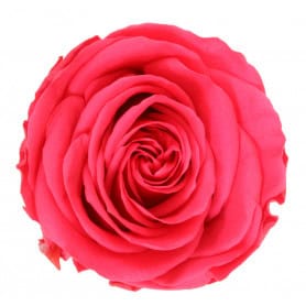 Tête de rose premium  