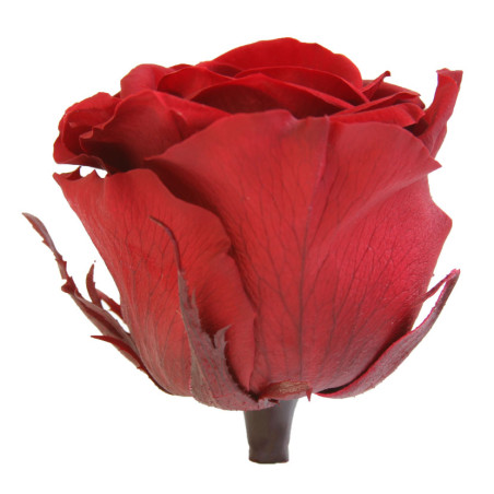 Tête de rose premium - rose éternelle