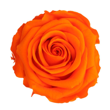 Tête de rose premium  